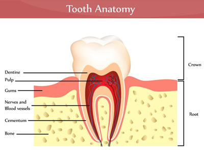 Tooth Anatomy