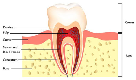 Anatomy of a Tooth